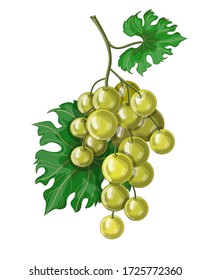 Stock vector illustration. A bunch of large white grapes in yellow-green color in a cartoon style with two green leaves. Drawing is drawn on a white background