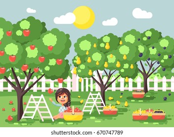 Stock vector illustration cartoon characters child brunette little girl harvest ripe fruit autumn orchard garden from plum, pear, apple tree, put crop in full basket landscape scene outdoor flat style