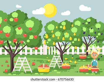 Stock vector illustration cartoon characters child blonde little girl harvest ripe fruit autumn orchard garden from plum, pear, apple tree, put crop in full basket landscape scene outdoor flat style