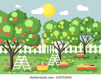 Stock vector illustration cartoon harvesting ripe fruit autumn orchard garden with stepladders plums, pears, apples trees, put crop in full baskets, green landscape scene outdoor background flat style