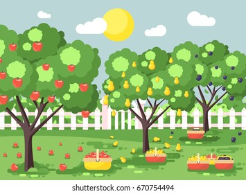 Stock vector illustration cartoon harvesting ripe fruit autumn orchard garden with plums, pears, apples trees, put crop in full baskets, green landscape scene outdoor background flat style