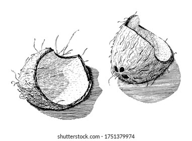 Stock vector illustration with coconut in hand drawn style. detailed ink and pencil coco sketch isolated on white background. Grunge Vintage food clip-art. Tropical Summer Fruit in Engraved Style 