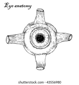Stock vector illustration eye anatomy study drawing sketch