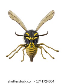 Ilustración vectorial de material. La avispa esponjosa se dibuja en un frente de cierre, de previsión. El dibujo está aislado en un fondo blanco.
