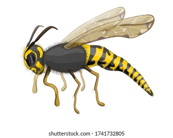 Stock vector illustration. The fluffy wasp is drawn in close-up, foreshortening- in profile. Drawing is isolated on a white background.