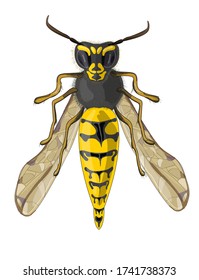 Stock vector illustration. The fluffy wasp is drawn in close-up, foreshortening- front, it is drawn vertically, in front of the paws. Drawing is isolated on a white background.