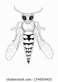 Stock vector illustration. The fluffy wasp is drawn in close-up, foreshortening- front, it is drawn vertically, in front of the paws. Illustration drawn white silhouette with a black line in doodle.