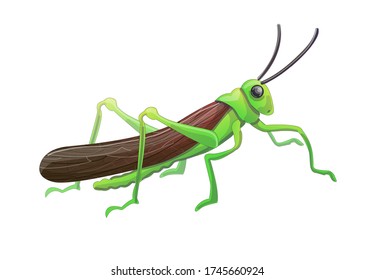 Stock vector illustration. Green grasshopper isolated on a white background