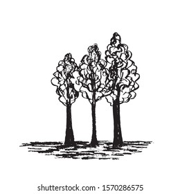 Stock vector illustration, a group of trees of black color, a silhouette of the forest, elements of nature.