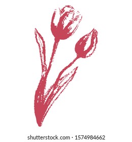 Stock vector illustration with hand drawing 2 wine color tulip flowers. Botanical pastel sketch for wedding invitations, Valentine's Day greeting cards, decor. Spring clip art on a white background.
