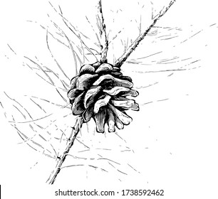 Stock vector illustration in hand drawn style with Fir tree branch with cone isolated on white background. Pine Cone on conifer Branch Drawing, Realistic tree, Botanical ink sketch of spruce and pine