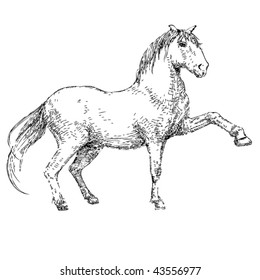 Stock vector illustration horse drawing sketch