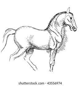Stock vector illustration horse in movement sketch study hand drawing