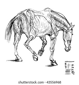 Stock vector illustration ink drawing study of horse anatomy from the side