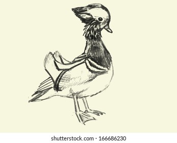 Stock vector illustration of mandarin duck sketch