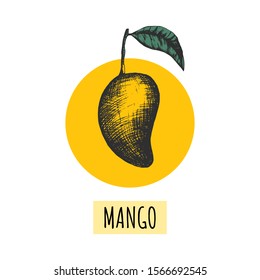 Stock vector illustration with mango fruit. Creative template with 1 hand drawn in engraved style mango on yellow background. Food concept. For food label design, textile bag print, t shirt, package