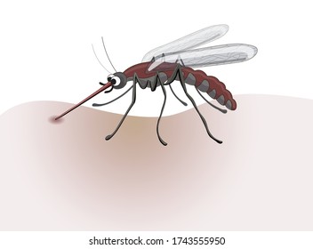 Stock vector illustration. Mosquito drawn closeup, foreshortening- in profile, he is red, bites, drinks blood. Drawing isolated on a white background.