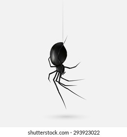 Stock vector illustration realistic black spider. light gray background. EPS 10