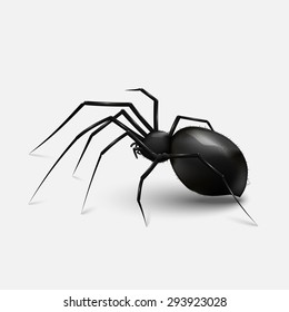 Stock vector illustration realistic black spider. light gray background. EPS 10