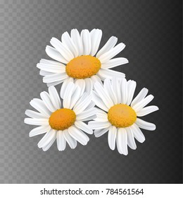 Stock vector illustration realistic daisy, chamomile isolated on a transparent black background. Flowers design elements. EPS10