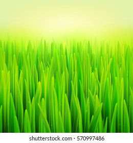 Stock vector illustration realistic macro grass. Summer and spring background.