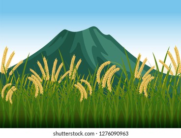 stock vector illustration of rice field, paddy, rural summer landscape with mountain. countryside view living concept graphic illustration. cartoon nature concept