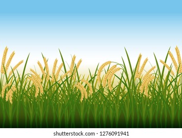 stock vector illustration of rice field, paddy, rural summer landscape. countryside view living concept graphic illustration. cartoon nature concept