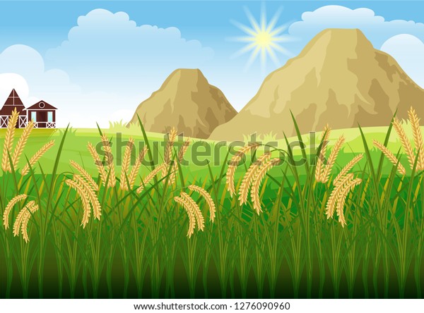 Stock Vector Illustration Rice Field Paddy Stock Vector (Royalty Free ...