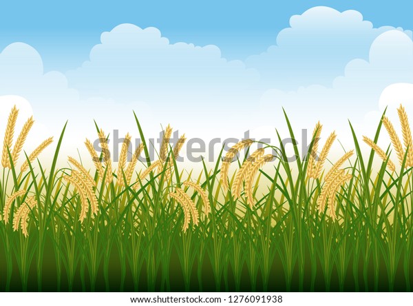 Stock Vector Illustration Rice Field Paddy Stock Vector (Royalty Free ...