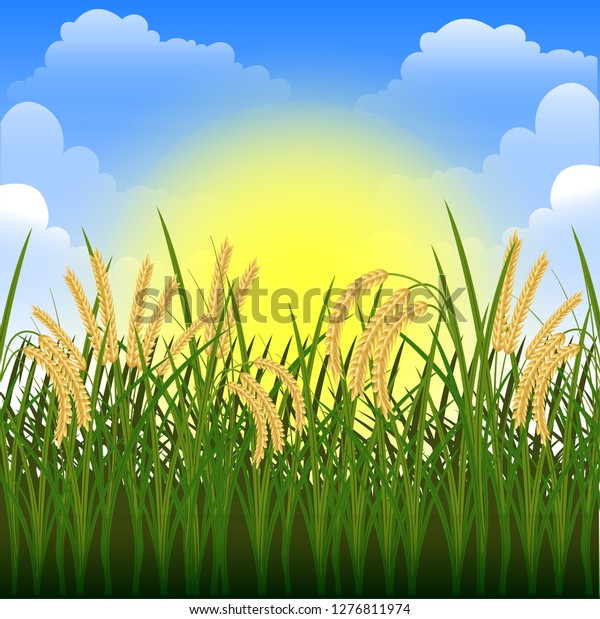 Stock Vector Illustration Rice Field Paddy Stock Vector (Royalty Free ...