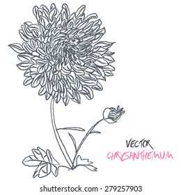 Stock Vector Illustration: set of black and white isolated vector chrysanthemum flower blossoms. Cool for t-shirts, tattoos and design.