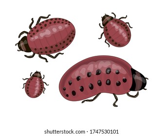 Stock vector illustration. Set. Colorado beetles are small and young in red. Drawing isolated on white background