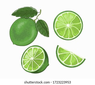 Stock vector illustration. Set of lime and lime slices is drawn on a white background.