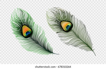 Stock vector illustration set realistic peacock feather isolated on a transparent checkered background. EPS 10