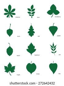 Stock vector illustration set of silhouettes of leaves of different trees/Set of silhouettes of leaves of different trees/Stock vector illustration set