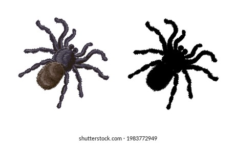 Stock vector illustration. Set of two spiders - a spider in a cartoon style and its black silhouette isolated on a white background.