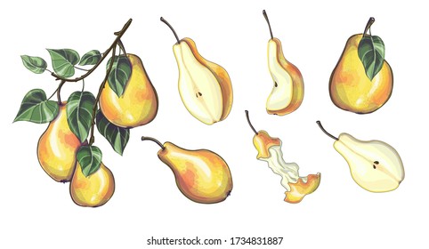 Stock vector illustration. Set of yellow pears - branch of pears, different sizes and shapes of pears, half, slices and a raw pear. Isolated over white background.