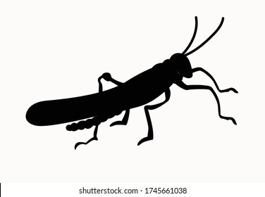 Ilustración vectorial de material. Silueta de un saltamontes dibujado en negro, aislado en un fondo blanco.