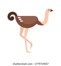 Stock vector illustration in simple flat style of ostrich standing and watching isolated on white background. Concept of Australia, ostrich farm, wild birds. Minimalistic logo and icon for web site