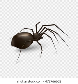 Stock vector illustration spider isolated on a transparent background. EPS 10