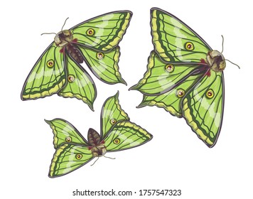 Stock vector illustration. Three types of butterflies Graellsia isabellae bright green and with a fluffy brown torso. Drawing on a white background