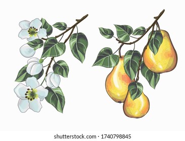 Stock vector illustration. Two branches of a pear are drawn, one blooms, and the second next to the pears. The illustration is isolated on a white background.