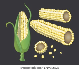 Stock vector illustration. The vegetable. Set. Corn painted on a dark background. One swing of corn in leaves, two swing of peeled, a piece of swing is cut off next to it and corn grains lie