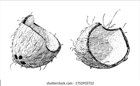 Stock vector illustration in vintage style. Coconut ink sketch isolated on white background. Jungle Floral and retro design for any purposes. design. hand drawn clip-art, Healthy vegetarian food