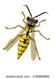 Stock vector illustration. A wasp is drawn close-up. The illustration is isolated on a white background.