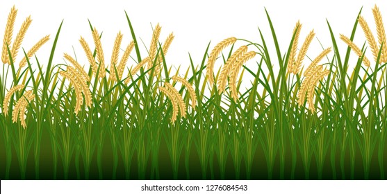 stock vector rice field, paddy on white background. countryside view living concept graphic illustration. cartoon nature concept