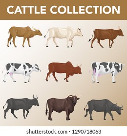 stock vector set of cattle breeds collection illustrations.