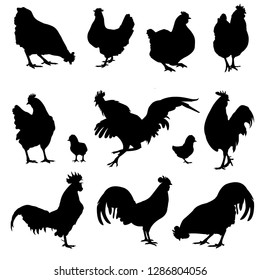 stock vector set chickens silhouettes collection isolated on white