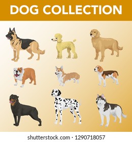 stock vector set of dog breeds collection illustrations.