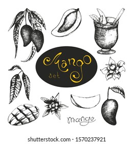 Stock vector set with hand drawn botanical illustration Thai mangoes fruits. Engraved mangos and leaves, smoothie and flowers. Exotic tropical vegetarian fruits. Use for market, cafe, smoothie 